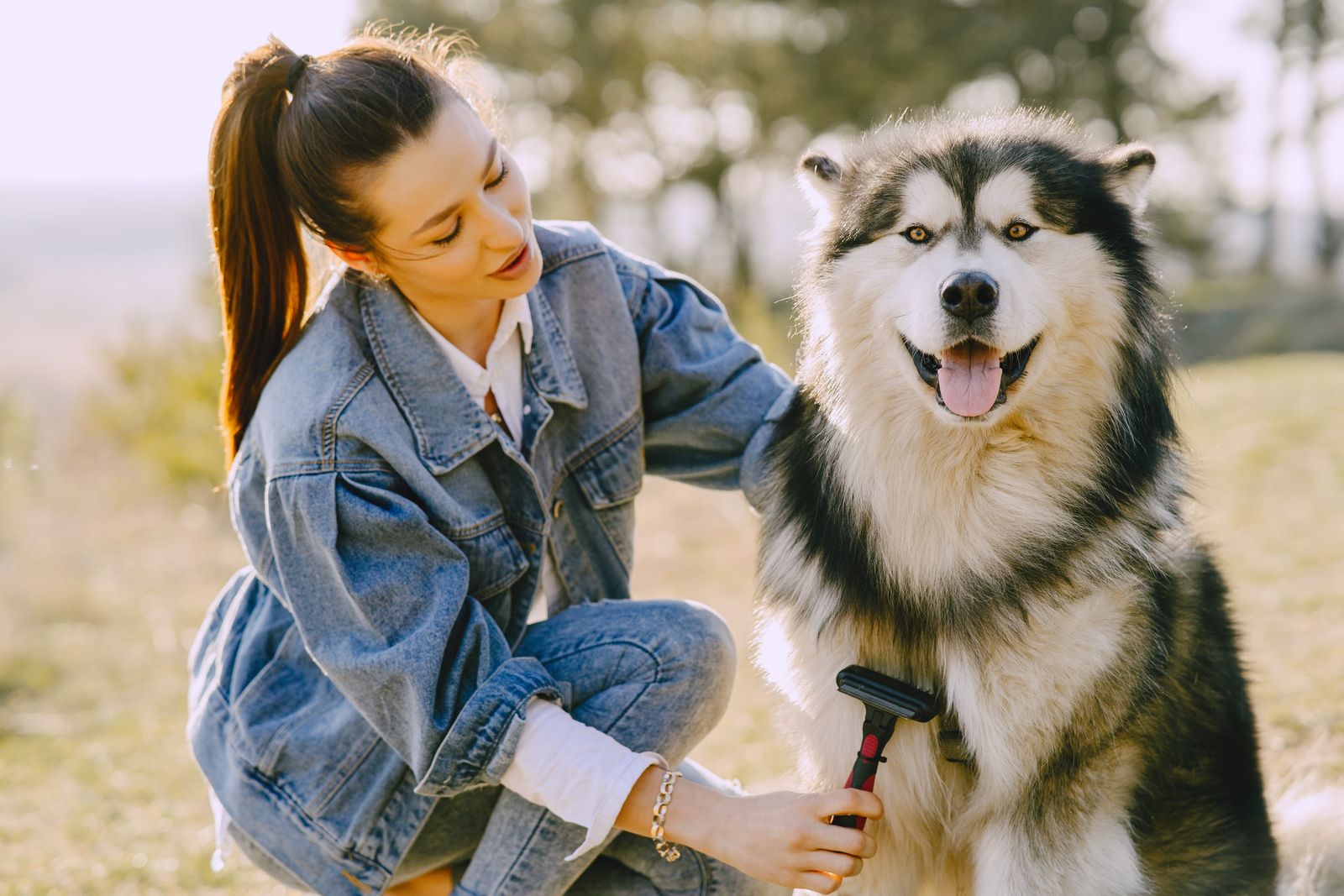 When do double-coated dogs blow their coat?